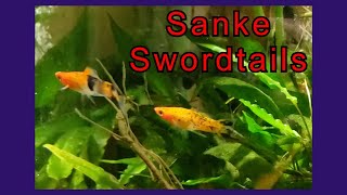 New Type of Swordtail In My 40 Breeder (Sanke)