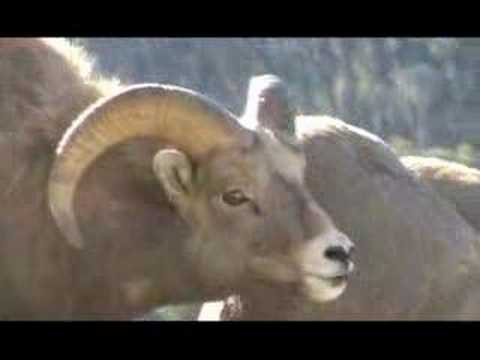 Ruby Mountain Bighorn Sheep Vol 3