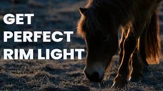 How to get Perfect Rim Light in Your Wildlife Photography | Peter Dam