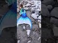 Real Mermaid Jalpari Real Seen Shorts Viralvideo Jalpari