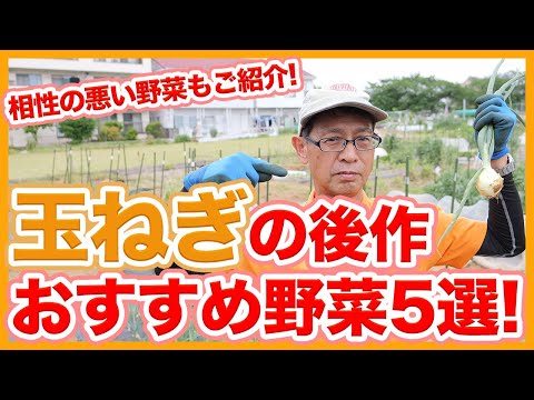 玉ねぎの隣に植える花はどれですか?タマネギのウジ虫を防ぐ植物を発見する  庭園
