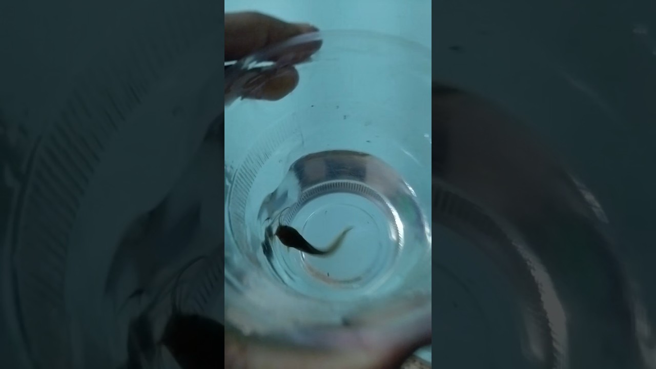 Big Catfish || Catfish  #fish #aquarium