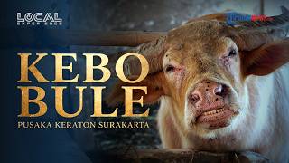 Mengenal Kebo Bule, Pusaka Keraton Solo yang Selalu Ditunggu saat Kirab Malam 1 Suro