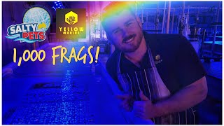 Glue 1,000 Frags with Yellow Marine’s Coral Gun at Salty Pets