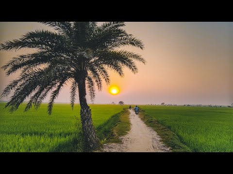 Experience the serene beauty of rural life in this mesmerizing rice field timelapse.