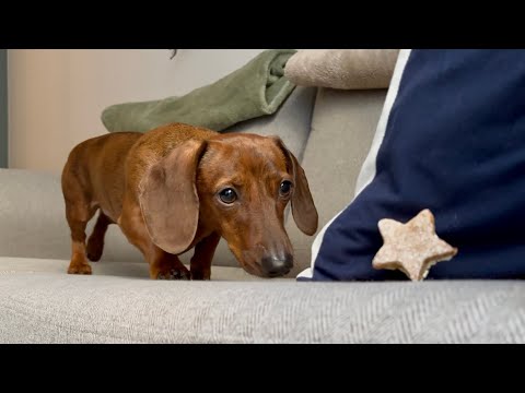 Mini dachshund's Christmas treat treasure hunt!