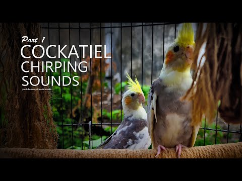 Cockatiel Chirping Sounds: Two Pied Cockatiel From Tono - Part 1