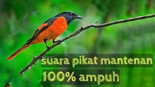 Download lagu SUARA PIKAT MANTENAN GUNUNG AMPUH, MP3 keras dan jernih mp3 Download lagu SUARA PIKAT MANTENAN GUNUNG AMPUH, MP3 keras dan jernih mp3