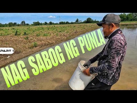 P1-SIMULA NA NANG PAMUMUNLA NG PALAY - EP1374