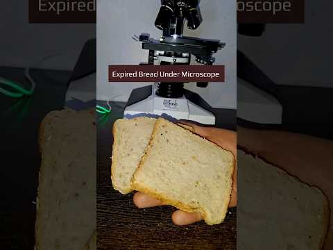 Expired Bread Under Microscope #viral #shorts #experiment #sciencefacts #scienceexperiment #trending