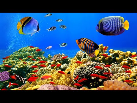Amazing Underwater World Of the Red Sea - 4K Relaxation Video with Calming Music - Relaxing Music