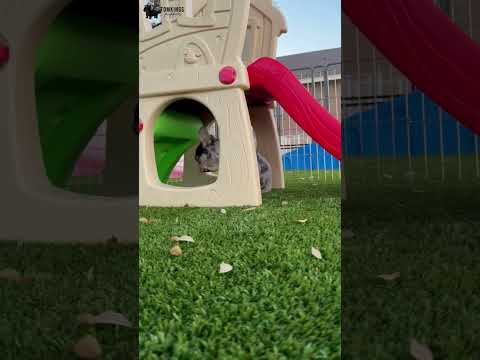 Video 1