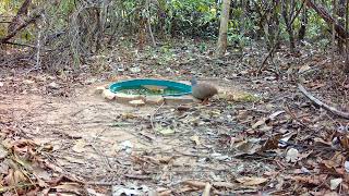 inhambu chororó tomando água  no bebedouro na natureza vídeo feito com a câmera de trilha