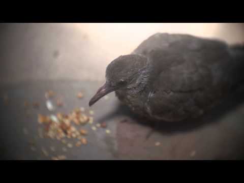 Petzval C/D mount Yashinon-V on epl5