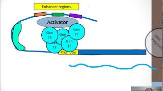 Eukaryotic Gene Regulation part 1