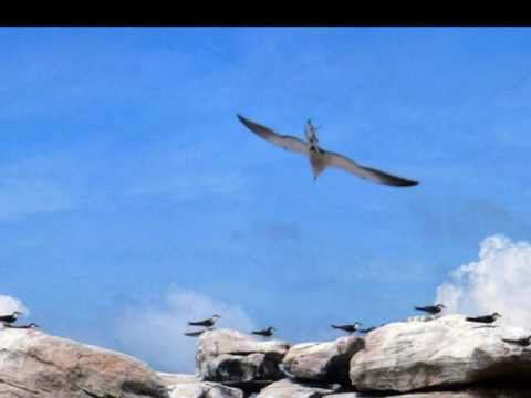 Tình cố hương Sheet - Tâm Hảo