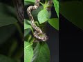 Little Red Whip Snake #snake #hissing #hanging #tree #nature #wildlife #beautiful #whip HA88602