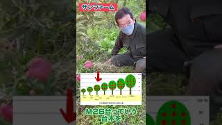 りんごの接ぎ木についてサンファーム吉田さん【フルーツブルジョア】