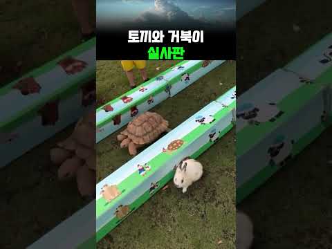토끼와 거북이는 실화였다 #쇼츠 #공감 #웃긴영상 #유머 #animals #shorts