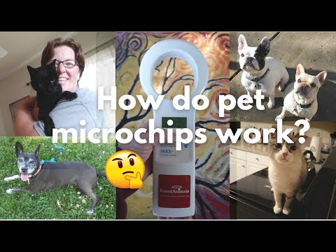 How do pet microchips work?