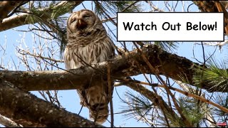 Barred Owl Regurgitating a Pellet