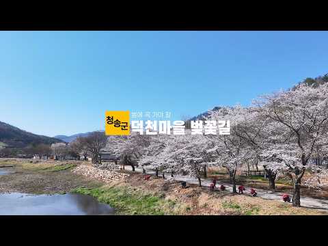 [온통청송] 당일치기 추천 코스, 벚꽃길과 고택이 있는 청송 덕천마을