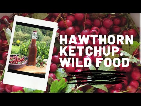 Foraged Hawthorn Ketchup.