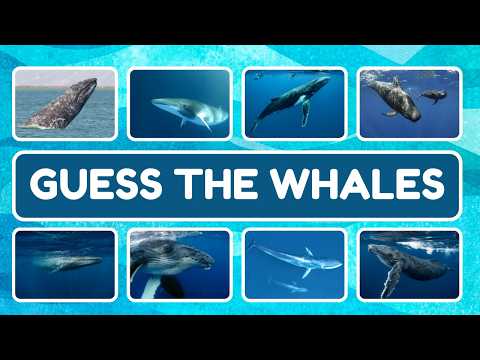 Whale of a Challenge: Can You Identify These Marine Giants? #quiz #guess #whale #marinelife #ocean