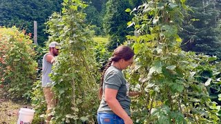 Don’t Count Your Chickens Before They Hatch || Pole Beans, Black-eyed Peas & Grapes || August 2025