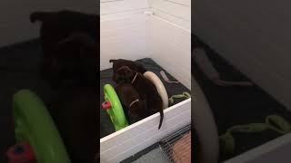 Video preview image #1 Labrador Retriever Puppy For Sale in WAGENER, SC, USA