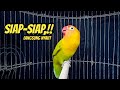 Suara Burung Lovebird Ngekek Panjang Fighter SESAAT DIPUTAR Lovebird Apapun PASTI Ikut BUNYI