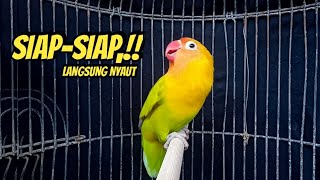 Download lagu Suara Burung Lovebird Ngekek Panjang Fighter, SESAAT DIPUTAR Lovebird Apapun PASTI ikut BUNYI mp3