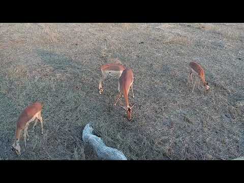 Djuma: Impalas - 16:56 - 10/02/21