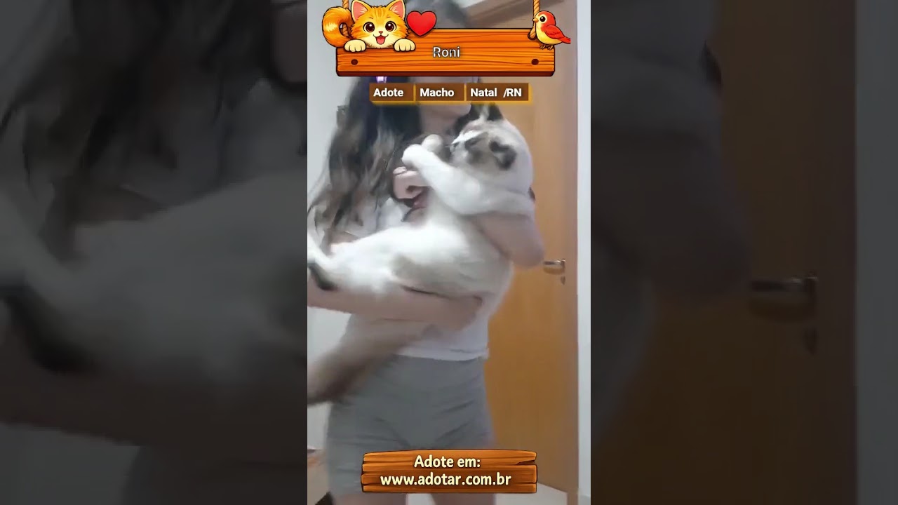 Gato raça Siamês idade 7 a 11 meses nome Roni