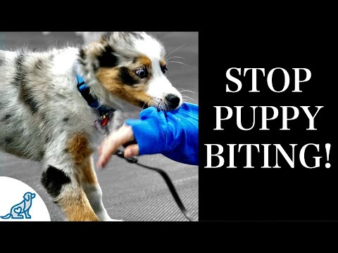 Effective Strategies to Stop Puppy Nipping and Biting