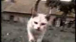 Kočky