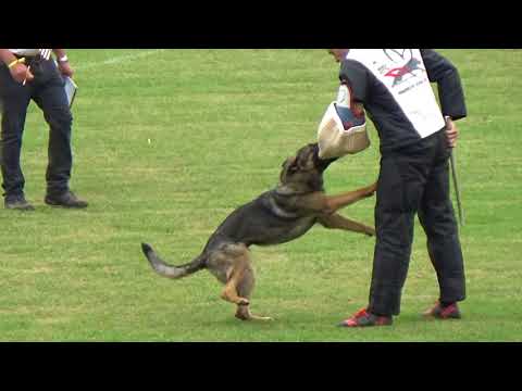 2018 WUSV Universal Sieger GBR-02 Gary Khakhian and Hasko Zde Sko Vomkazgar C=78