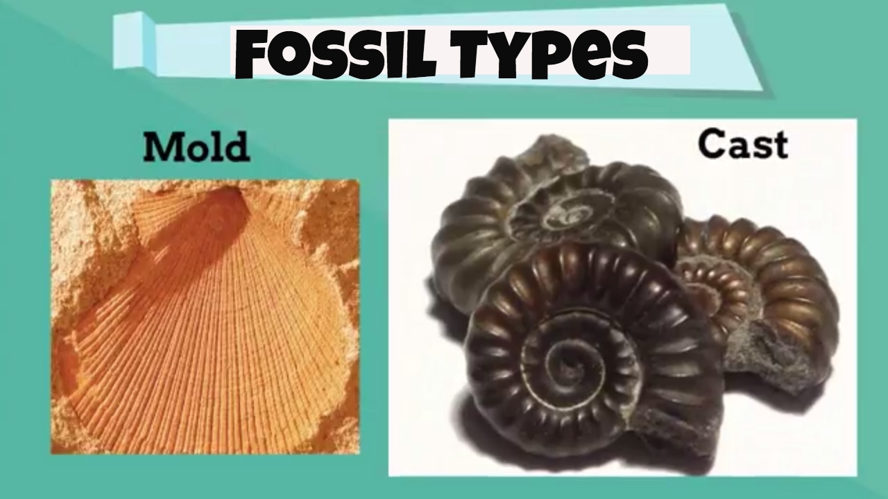 Fossil Types for beginners