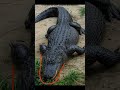Difference Between Alligator And Crocodile In Tamil Shortsfeed Difference Crocodile Alligator