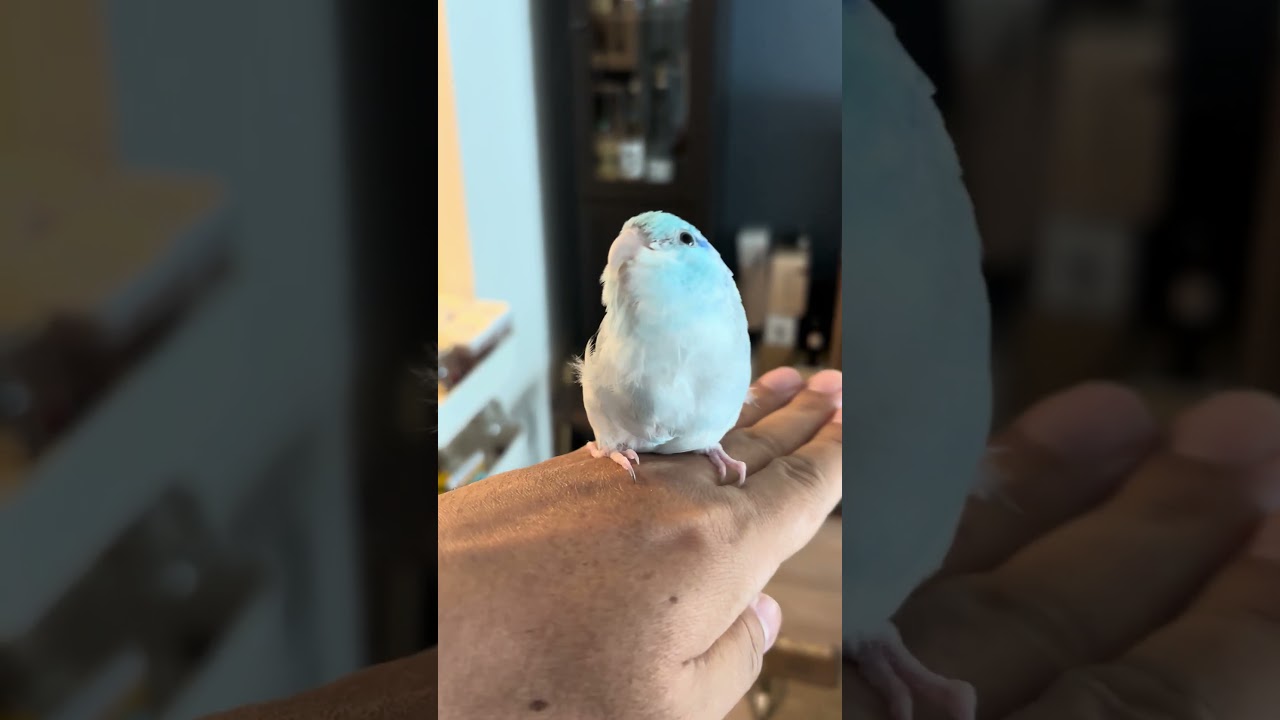 くつろぐマメちゃん。上にある何かが気になるみたい。