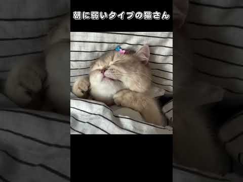 朝に弱いタイプの猫さん