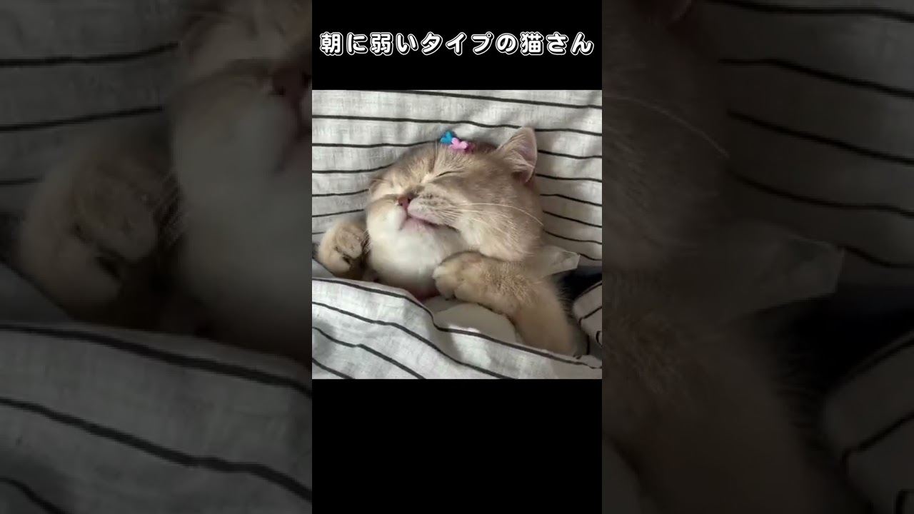 朝に弱いタイプの猫さん