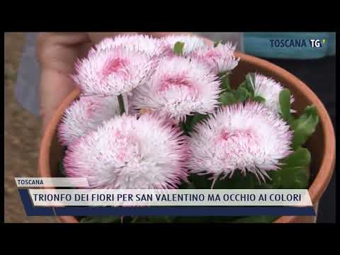 2022-02-14 TOSCANA - TRIONFO DEI FIORI PER SAN VALENTINO MA OCCHIO AI COLORI