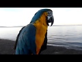 The Pirate Parrot
