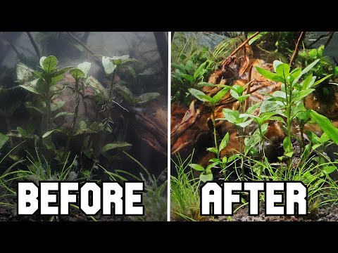 How to Use Hydrogen Peroxide to Treat Algae in Your Aquarium