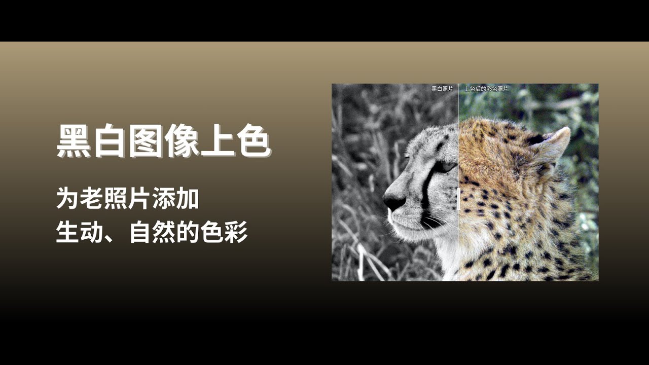 DDColor – 黑白图像上色,为老照片添加生动、自然的色彩