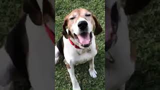 Coonhound Puppies Videos