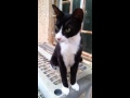 Tuxie Making Us Smile July 27 2015
