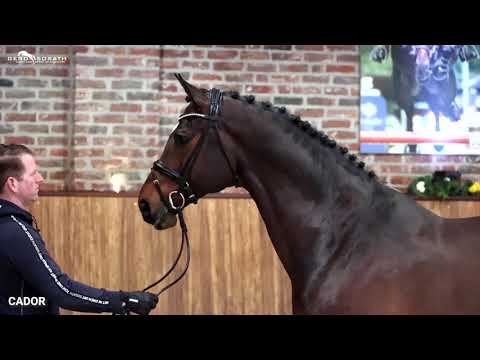 Cador *2005 by Catoki x Landor S (Sosath Stallion Show 2021)