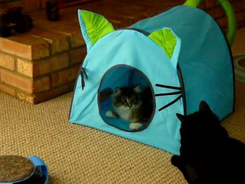 Knut the Norwegian forest Cat kittnen, meets big brother, Houdini for the first time.